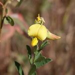 Crotalaria retusa Квітка