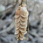 Origanum dictamnus Fruit