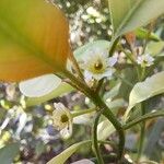 Clutia pulchella Flower