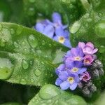 Myosotis sylvatica Feuille