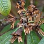 Rhododendron grande Meyve