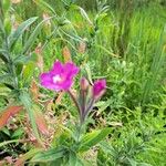 Epilobium hirsutumŽiedas