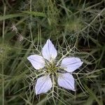 Nigella arvensis Flower