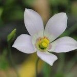 Eustoma exaltatum Kvet