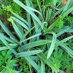 Carex flaccosperma Lehti