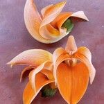 Butea monosperma Floare