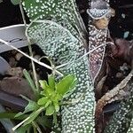 Gasteria carinata Leaf