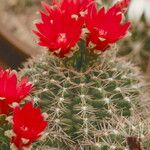 Gymnocalycium baldianum Flower