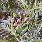 Cynara cardunculus Gyümölcs