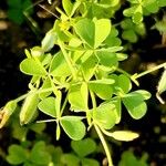 Oxalis stricta Leaf