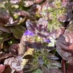 Ajuga pyramidalis Flower