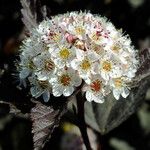 Physocarpus opulifolius Blomma