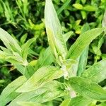 Epilobium hirsutumLeaf