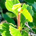 Cercocarpus breviflorus