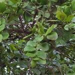 Acokanthera schimperi Blatt