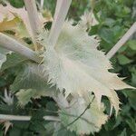 Eryngium giganteum Blatt