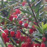 Crinodendron hookerianum Flower