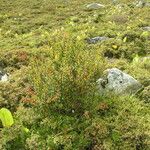 Berberis everestiana Habit