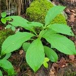 Scopolia carniolica Leaf