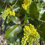 Berberis repensFuelha