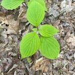 Cornus rugosa Feuille