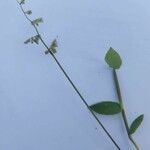 Urochloa semiundulata Flower