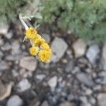 Artemisia glacialis Flor