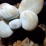 Pachyphytum oviferum Folha