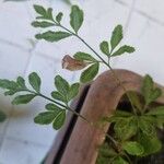 Pteris ensiformis Leaf