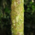 Phyllanthus mimosoides Bark