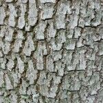 Diospyros lotus Bark