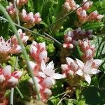 Sedum anglicum Blüte