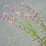 Polygala paniculata Flower