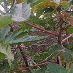 Ricinus communisبرگ