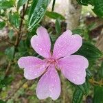 Pleroma mutabile Flower