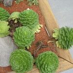 Aeonium tabulaeforme Leht