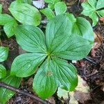 Cornus canadensisList