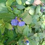 Ceratostigma plumbaginoides Цветок