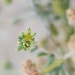 Gymnocarpos decander Flor