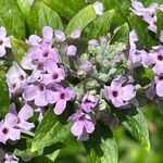 Buddleja alternifolia Λουλούδι