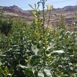 Catha edulis Φύλλο