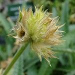 Stachys ossetica Otro