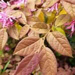 Loropetalum chinense Leaf