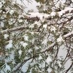 Pinus flexilis Листок