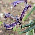 Iris spuria Flor