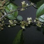 Emmotum fagifolium Egyéb