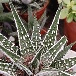 Haworthia fasciata Folla