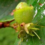 Corylopsis spicata Blodyn