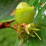 Corylopsis spicata Flor