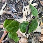 Monarda fistulosaBlatt